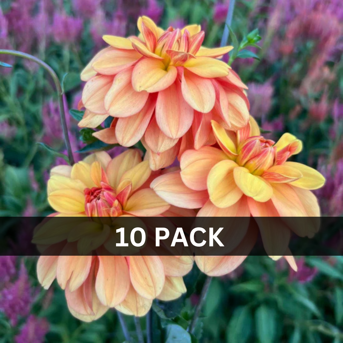 10 - Apricot Desire Value Pack (10 tubers)