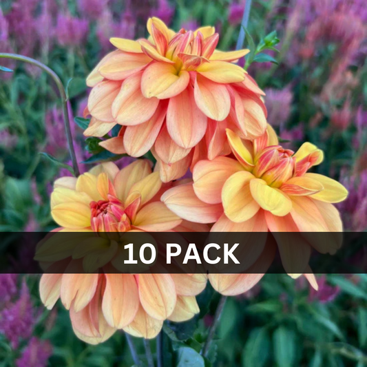 10 - Apricot Desire Value Pack (10 tubers)