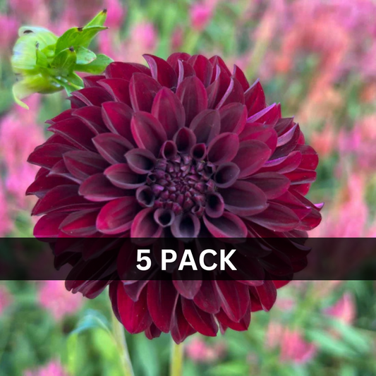 5 - Black Satin Value Pack (5 tubers)