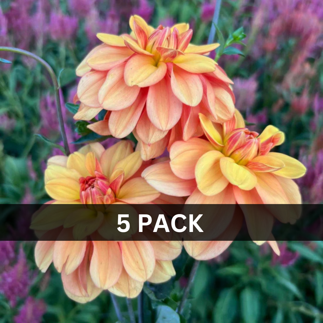 5 - Apricot Desire Value Pack (5 tubers)